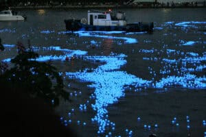 Toyama bay firefly squid glowing