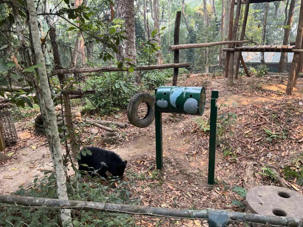 Kuang Si Falls Bears