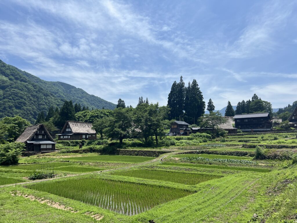 Shirakawago Rice Fields