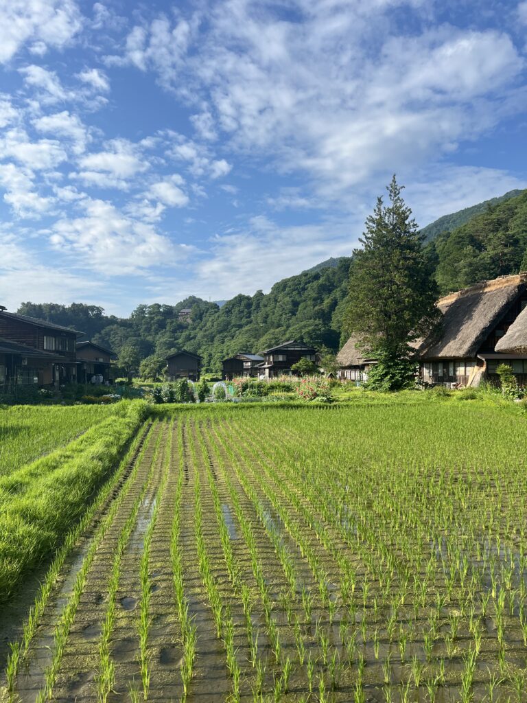 Shirakawago Rice Fields