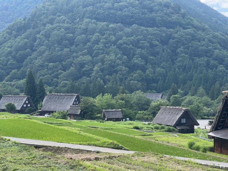 Traditional Japanese village with thatched roofs and rice fields, Shirakawa, Gifu Prefecture, Japan.